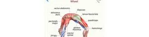 3D Yoga Anatomy——家里的普拉提