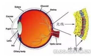 关灯后玩手机真的伤眼吗?