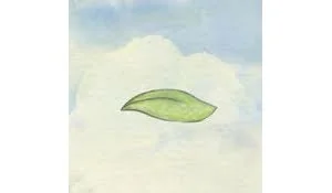 风子——做一片随风飘摇的叶子