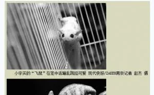 熊孩子用一万多元学费网购俩“飞鼠”