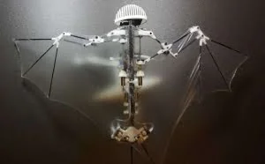 研究团队制作出一种超轻的蝙蝠机器人