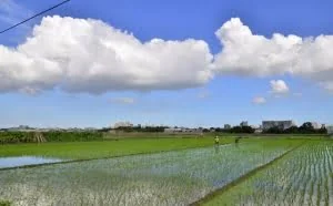 最新农村土地赔偿标准