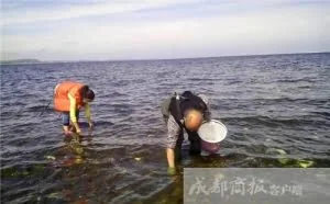 美女4小时挖300斤生蚝 川式爆炒征服丹麦朋友