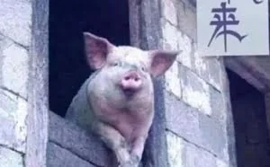 “台风来了 猪都会飞” 这话出自谁口？