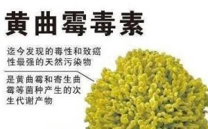 1毫克即可能诱发肝癌，可怕的黄曲霉素都藏在哪里？