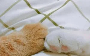 互联网人撸猫 可以先撸个.cat域名