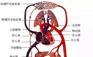 人体的衰老死亡，原来就是经络不断堵塞的过程！