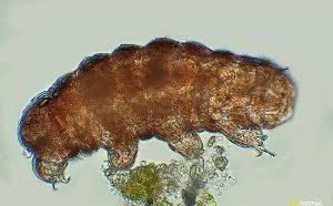 地球已知生命力最强的生物，已经去月球了
