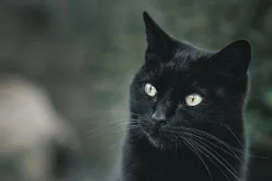 雪上加霜：欧洲多家能源公司遭遇黑猫（BlackCat）勒索软件袭击